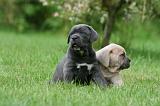 CANE CORSO 1062